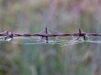 Spinnweben mit Tropfen an Stacheldraht